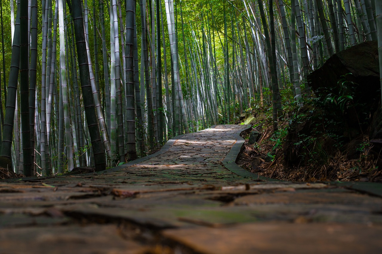 The Benefits of Bamboo in Sustainable Living